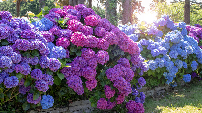 Hydrangea shrubs in the sunlight with a purple, pink, and blue gradiant.