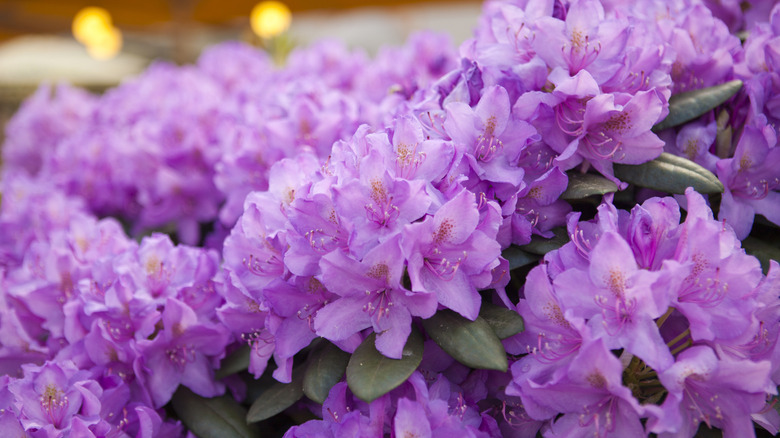 Large pink Rosebay Rhododendron flowers clustered together on a single shrub.