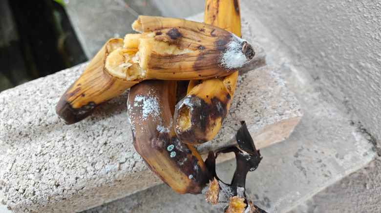 Rotten and moldy bananas on a concrete block