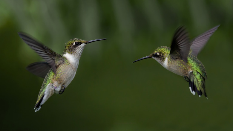 two hummingbirds in mid-flight