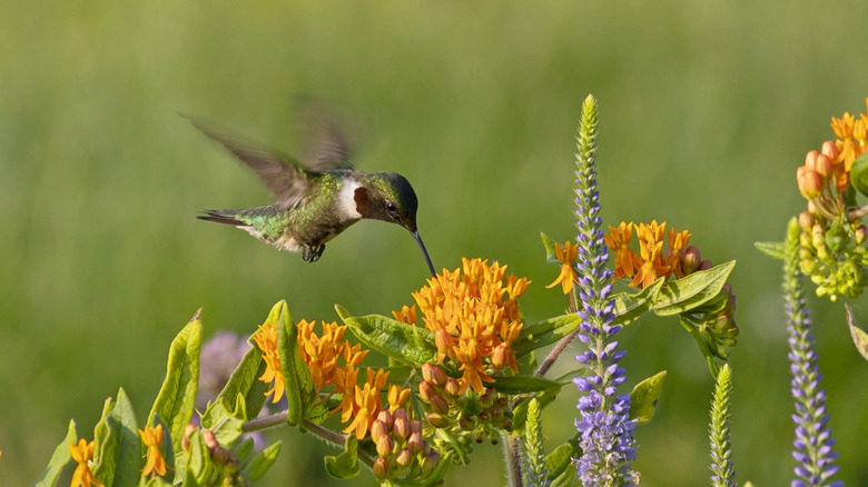hummingbird feeding on flowers
