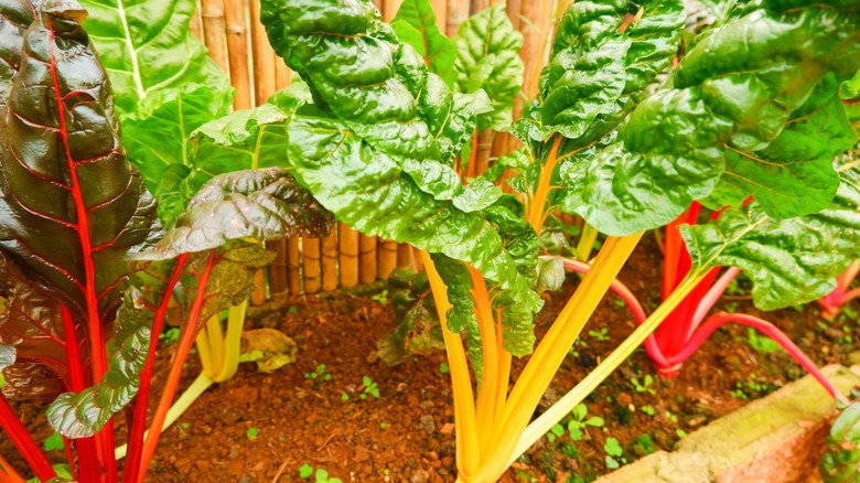 Colorful Swiss chard with red and yellow stems growing in a garden bed beside a fence