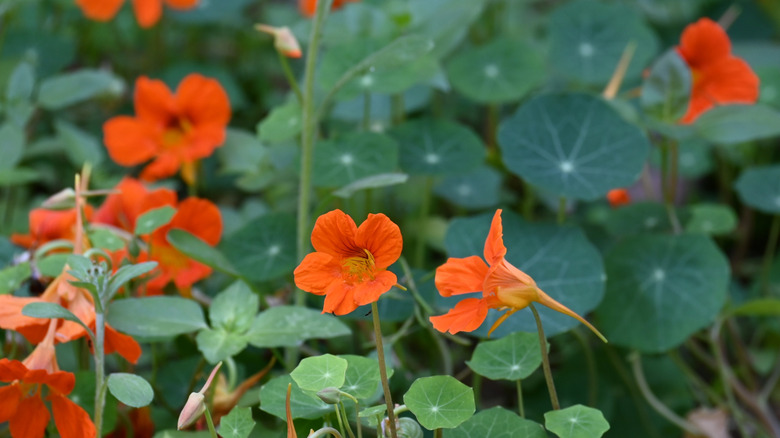 Orange nasturtium blooms up close