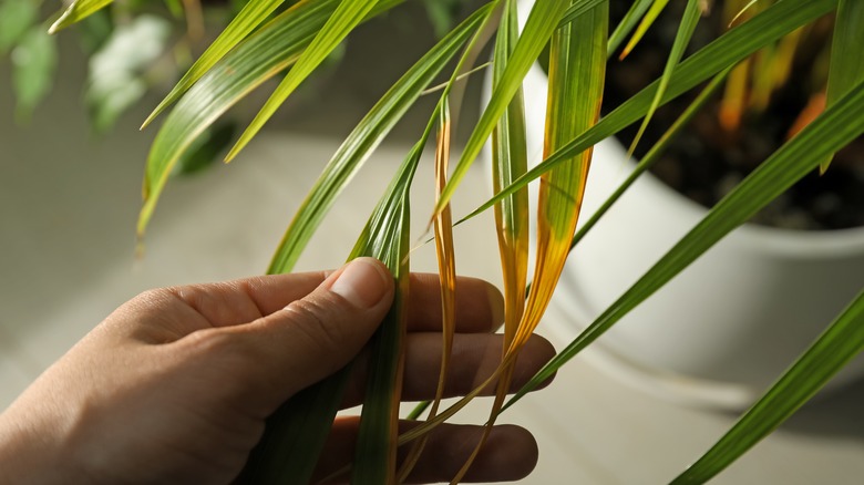 hand holding browning palm plant 