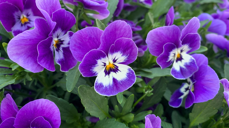 close up of purple pansies