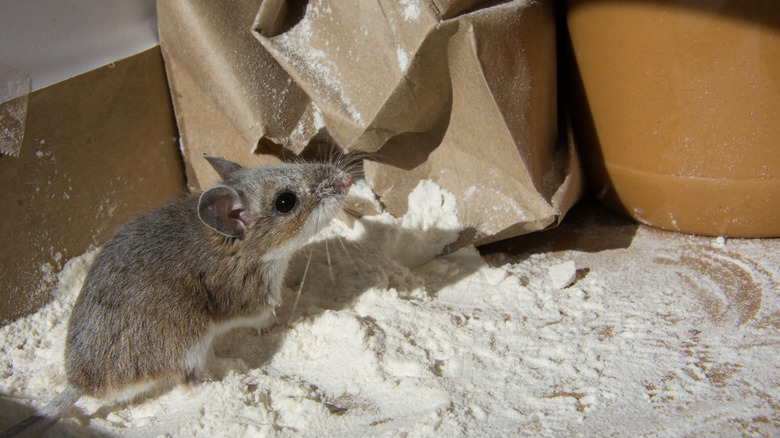 Mouse in the pantry