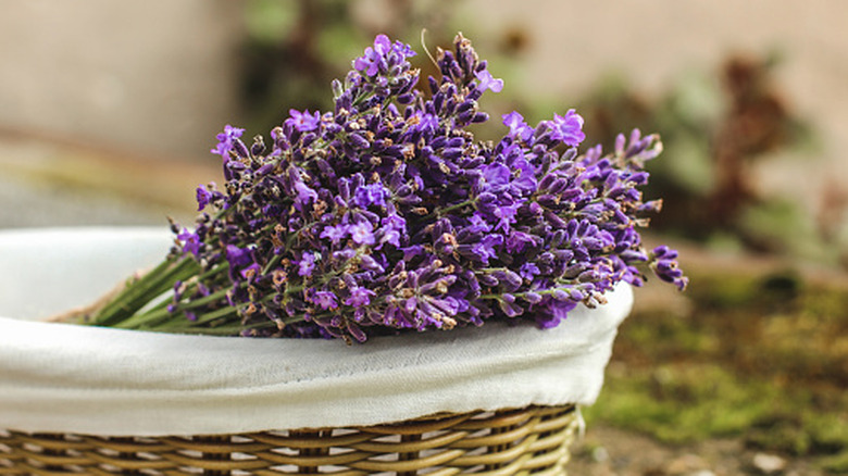 Lavender bouquet in a wicker basket
