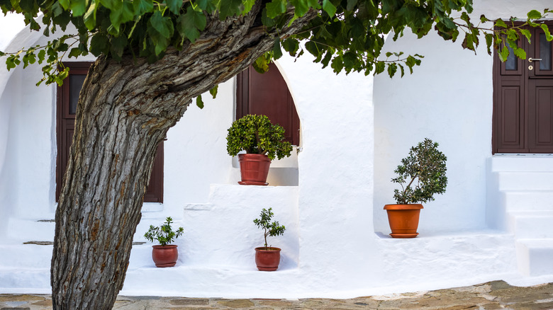 A whitewashed Greek courtyard with plants and a tree.