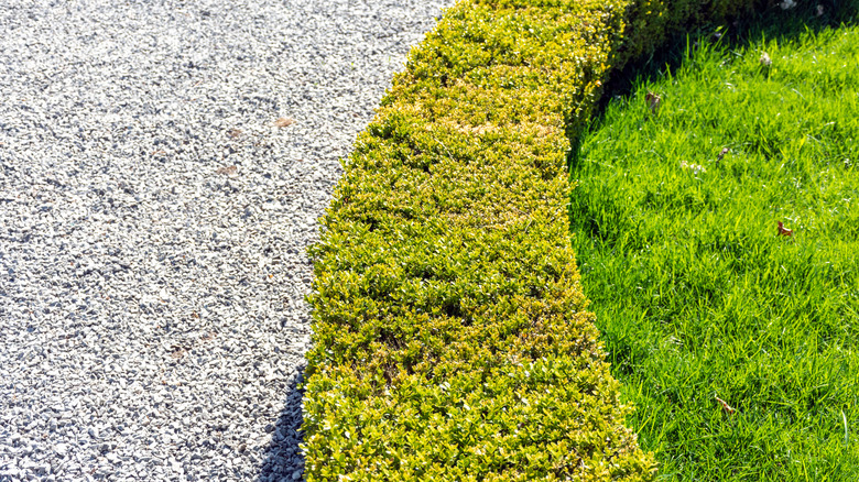 Pea gravel and grass separated by boxwood shrub.