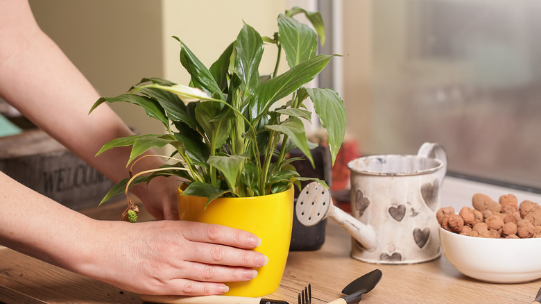 A person setting a potted peace lily on a table