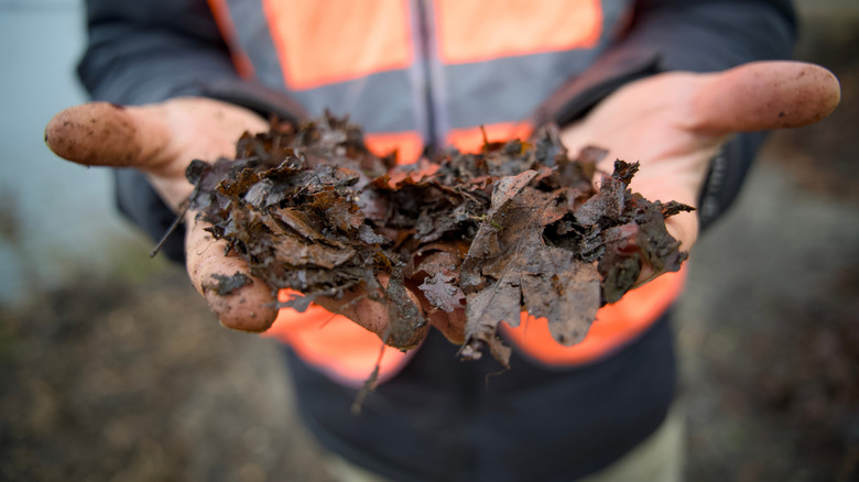 a man holds a pile of rotted leaves and debris in his hands