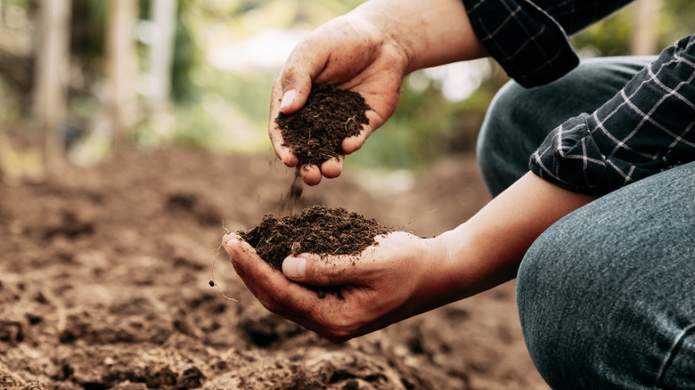 gardener checking soil quality