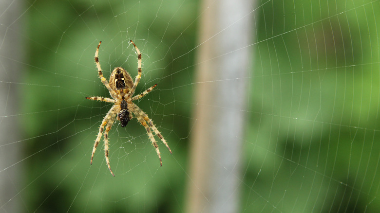 Close up of a spider spinning a web outside