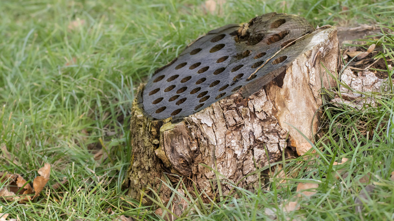 Holes drilled in a large stump from a cut tree in the garden.