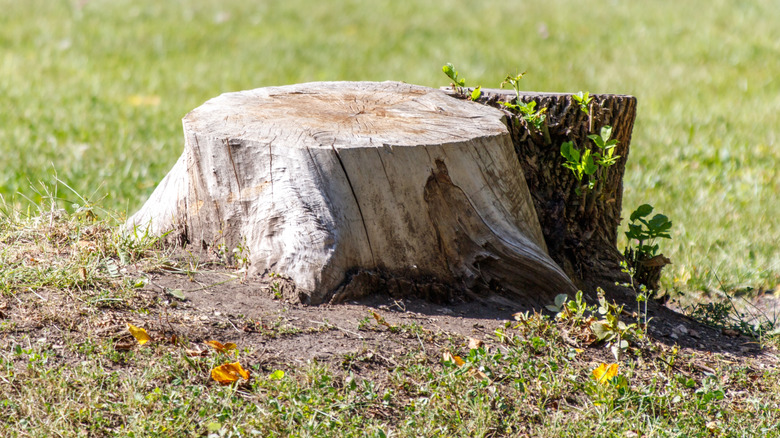 A large tree stump is sitting on the ground.