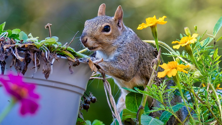 Squirrel climbing potted plant