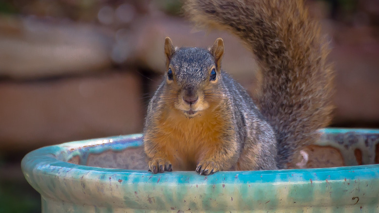 Squirrel in garden pot