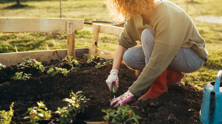 Woman planting seeds in a garden bed