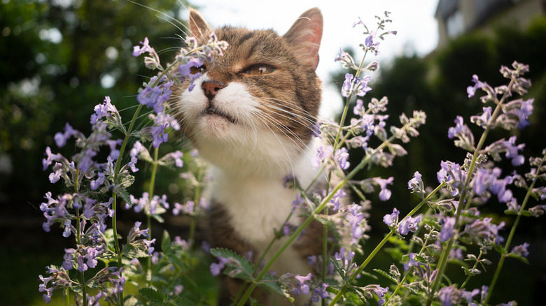 Catmint plant with cat