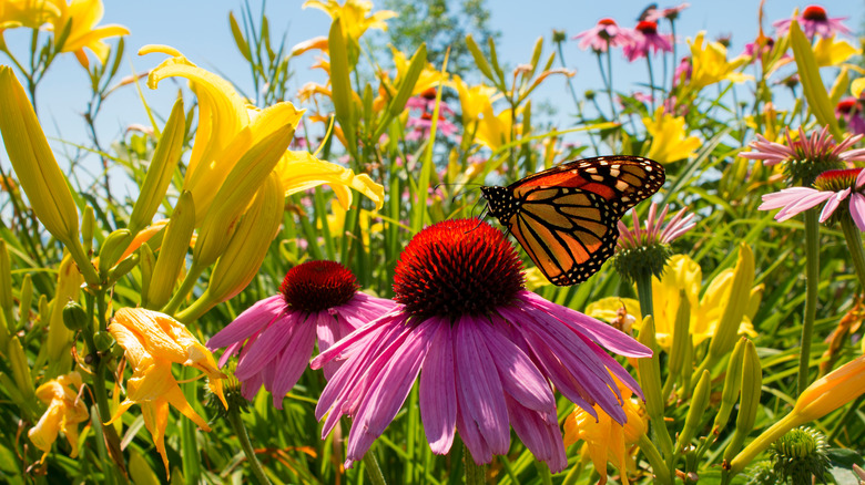 Butterfly in perennials garden