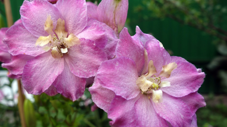 Close-up pink-colored delphinium 'Sweethearts'