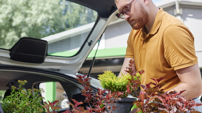 Man loading various shrubs into his car outside a garden center