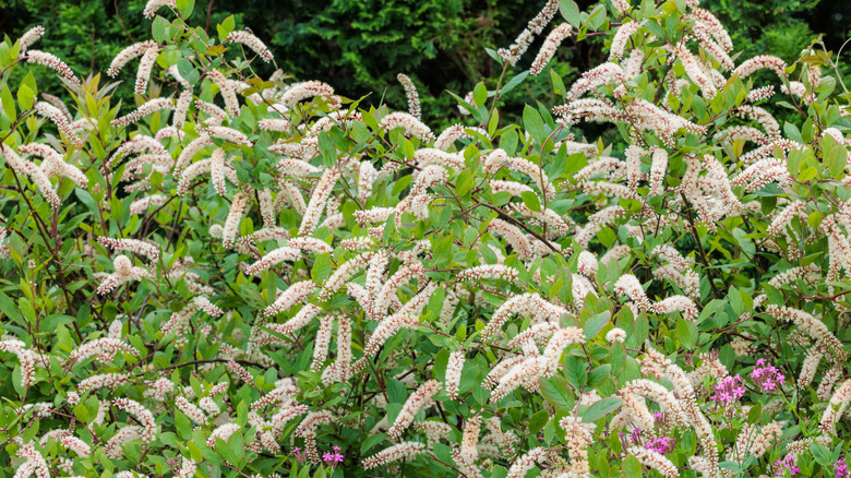 A group of Virginia sweetspire shrubs, with long white flower clusters, create a border