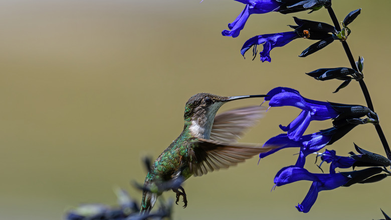 A hummingbird feeding at a black and blue salvia plant