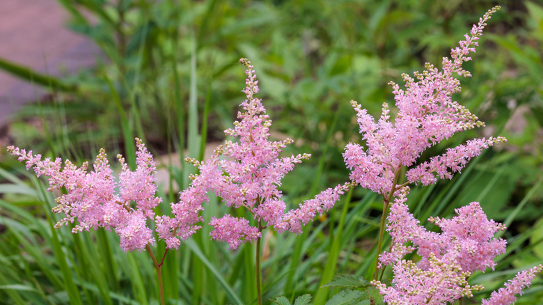 Pink astilbes flowering in the garden.