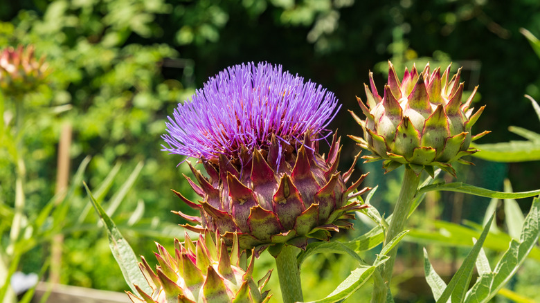 cardoon thistle