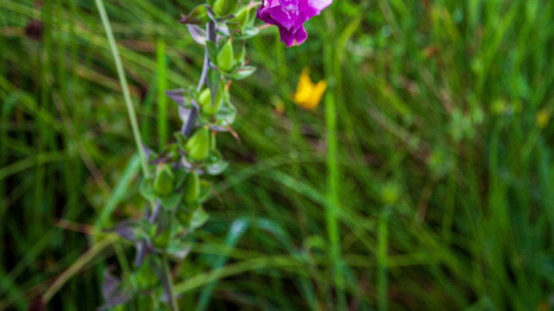 foxglove