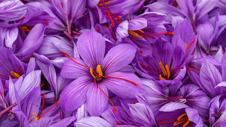 saffron crocus