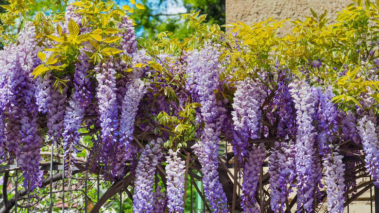 wisteria
