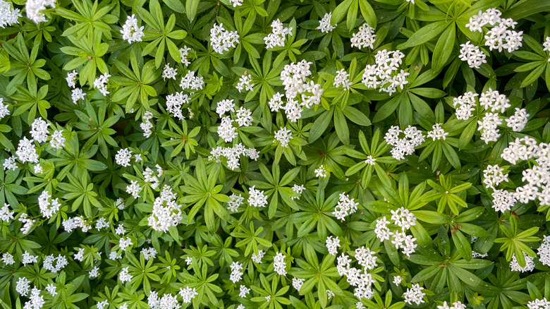 sweet woodruff