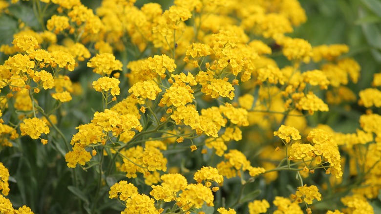 Yellow Alyssum