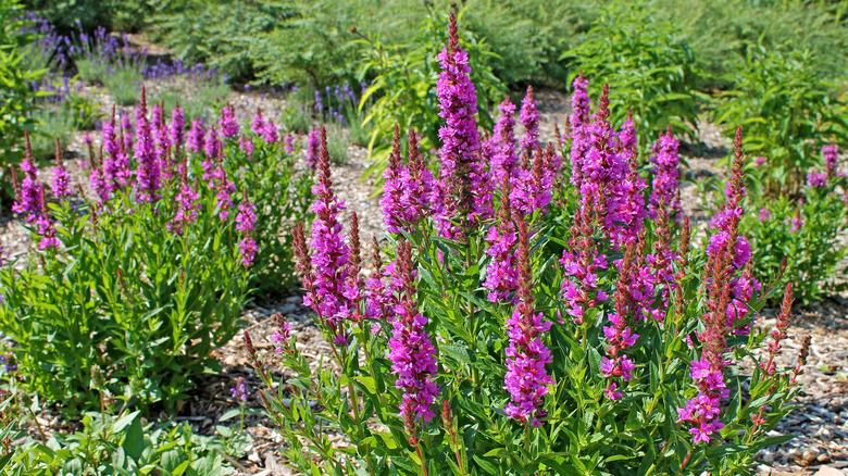 Perennials That Will Never Leave Your Garden Once Planted