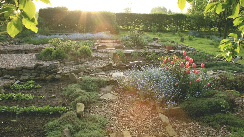Natural permaculture garden at sunrise