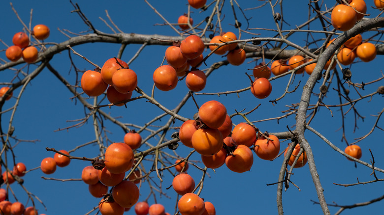 Ripening persimmons on the branch of a tree.
