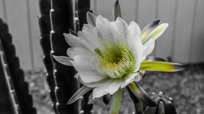 Peruvian apple cactus bloom