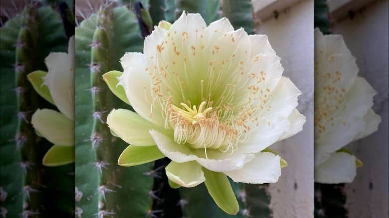 Peruvian apple cactus bloom