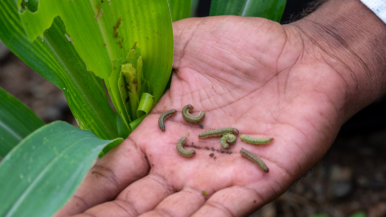 Hand holding several armyworms found in corn plant