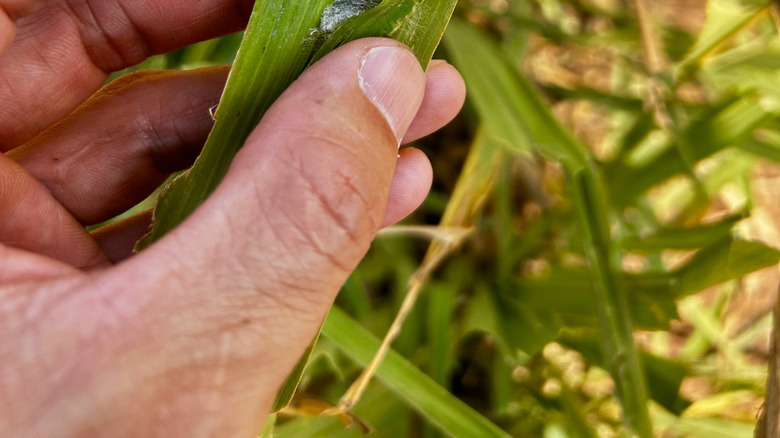 Hand holding blade of grass with armyworm