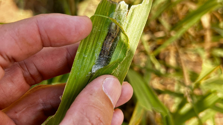 Hand holding blade of grass with armyworm