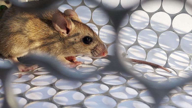 Mouse inside of a trap