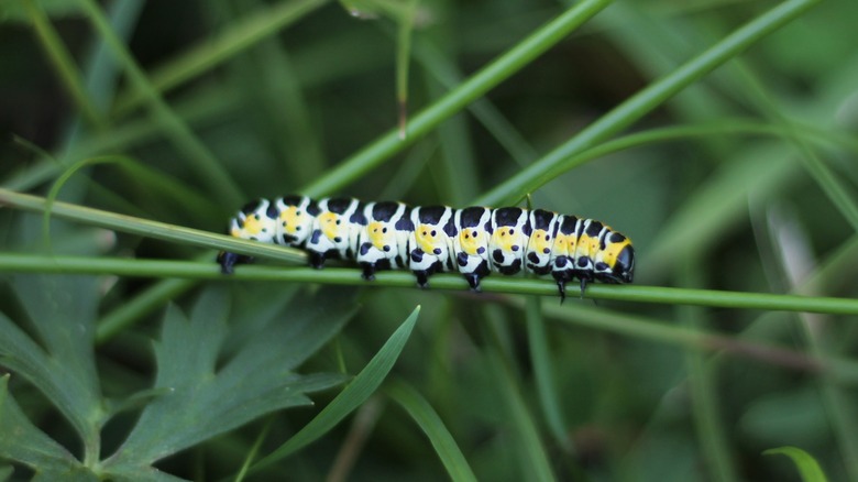 black caterpillar on leaf
