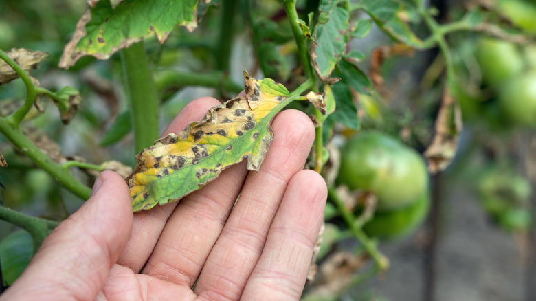 A hand is holding a leaf that shows discoloration and small black spots.