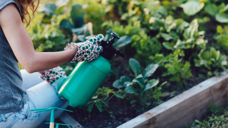 A woman wearing a gray T-shirt, light blue jeans, and multicolored gloves, is kneeling next to a garden bed of leafy greens, spraying the plants.
