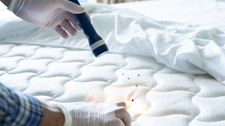 a hand holding a flashlight looking at bed bugs