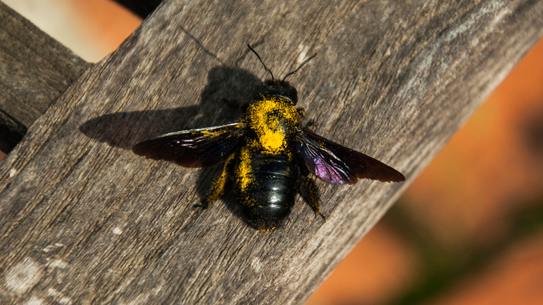 a carpenter bee on a railing