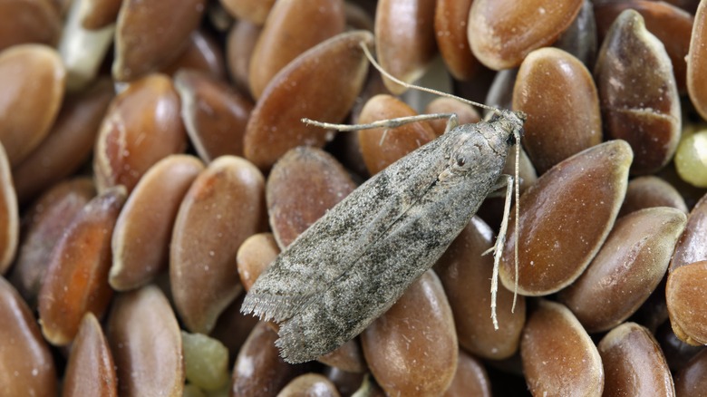 a moth on top of seeds